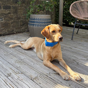 Danish Design Pet Cooling Collar