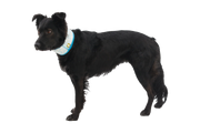 Ruffwear Swamp Cooler Neck Gaiter for Dogs Graphite Grey