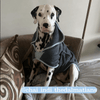 Henry Wag Drying Coat