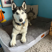 Washable Luxury Dog Sofa Bed - XL