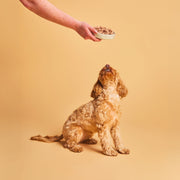Calibra Life Adult Turkey & Apple Dog Wet Food