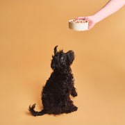 Calibra Verve Pup & Junior Turkey & Lamb Dog Wet Food