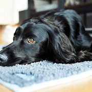 Henry Wag Microfibre Noodle Pet Mat