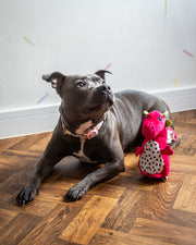 Rosewood Cooling Dragonfruit Dragon Dog Toy