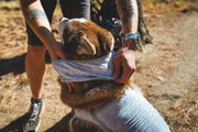 Ruffwear Swamp Cooler Neck Gaiter for Dogs Graphite Grey