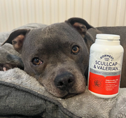 Dorwest Scullcap & Valerian Tablets