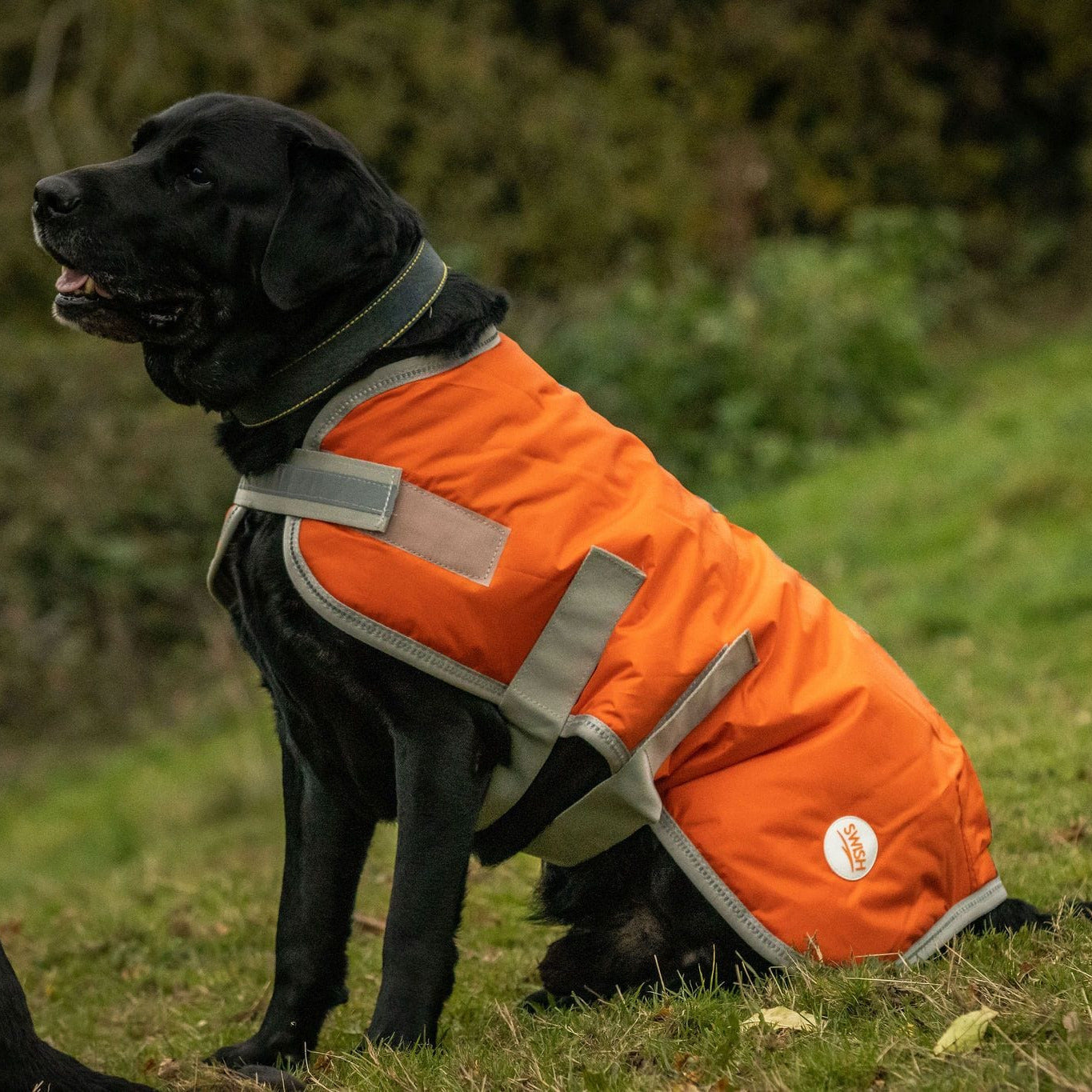 waterproof-dog-coat-orange-joii-pet-shop