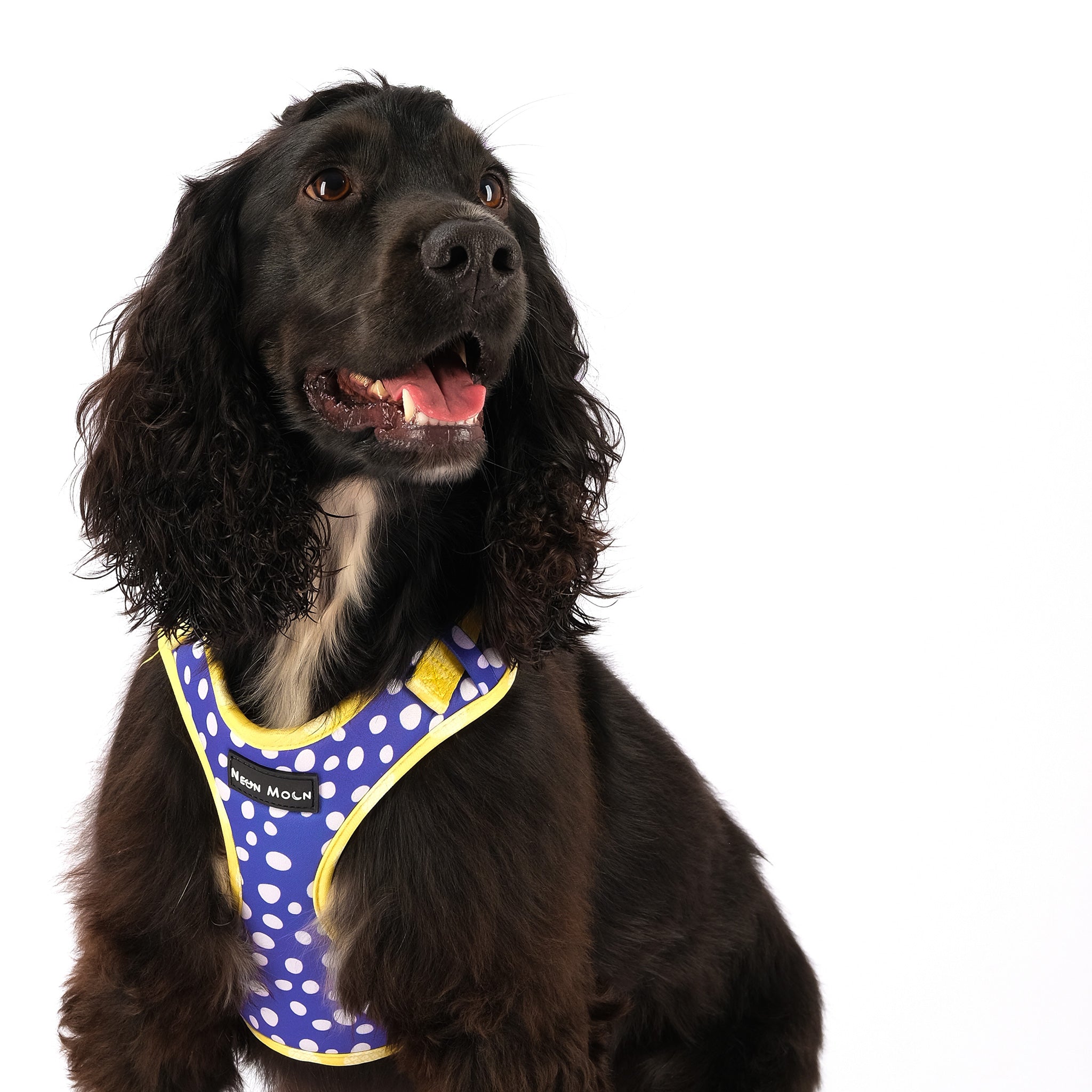 Working Cocker Harness The Minnie Mesh Harness | Joii Pet Shop