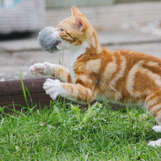 Petface Pom Pom (4Pk) Cat Toy