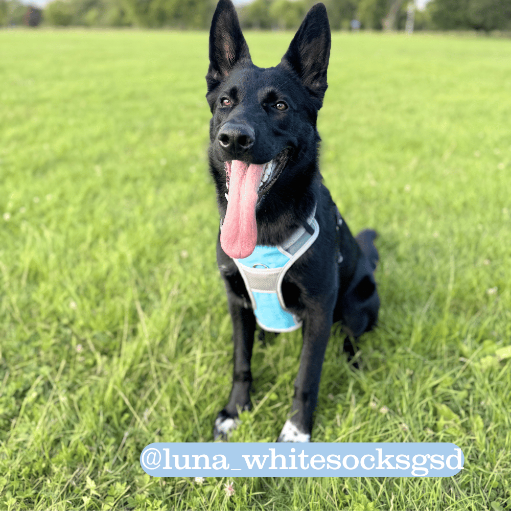 Henry Wag Dog Travel Harness