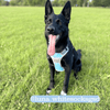 Henry Wag Dog Travel Harness