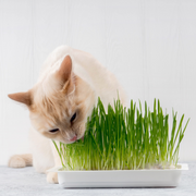 Vitakraft Cat Grass 120g