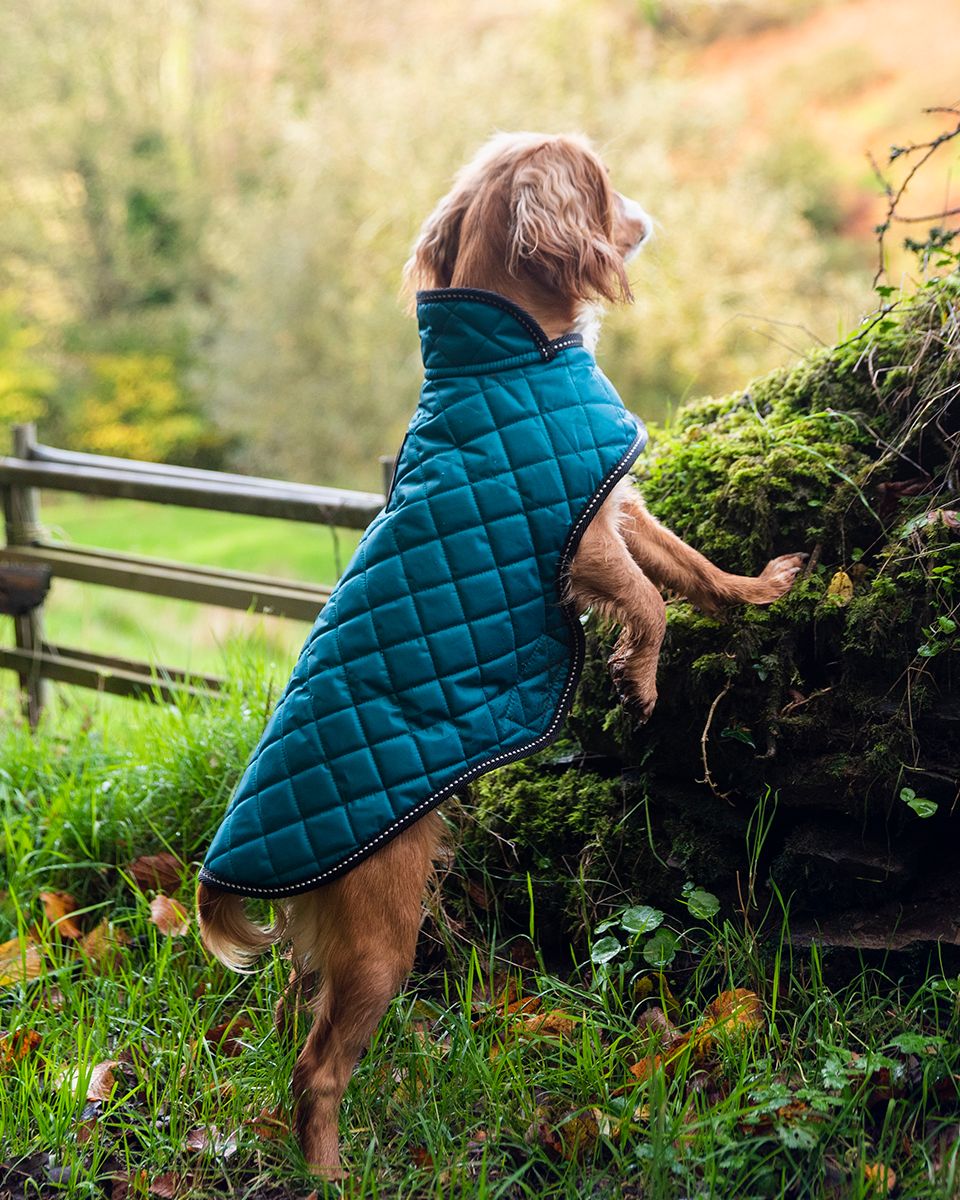 Henry Wag Teal Quilted Dog Jacket