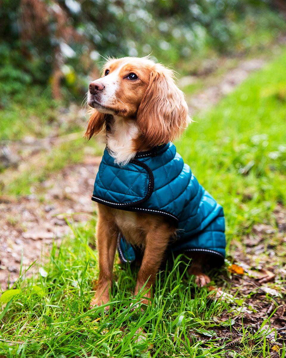 Henry Wag Teal Quilted Dog Jacket