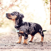 Ralph & Co Black Leather Dog Collar