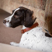 Ralph & Co Brown Leather Dog Collar