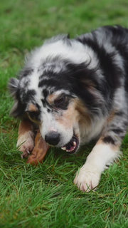 Hollings Pig Ears