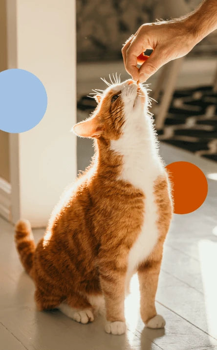 A closer look at Fine Needle Aspiration Urinary Tract Infections Cats