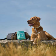 Charlie The Vet Pet First Aid Kit | Essential Home & Travel Edition