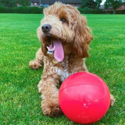 Company Of Animals Coachi Boomi Ball Dog Toy