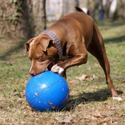 Company Of Animals Coachi Boomi Ball Dog Toy