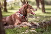 Red Dingo Rainbow Red Dog Collar