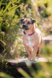 Red Dingo Rainbow Red Dog Collar