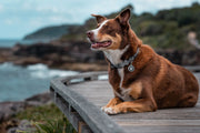 Red Dingo Reflective Bones Black Dog Collar
