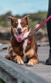 Red Dingo Reflective Bones Dog Lead