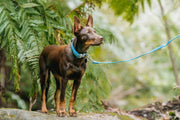 Red Dingo Reflective Bones Turquoise Dog Collar