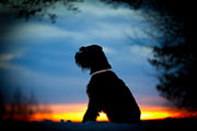 Red Dingo Reflective Bones Black Dog Collar