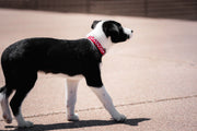 Red Dingo White Spots Red Dog Collar