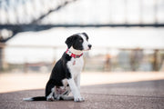 Red Dingo White Spots Red Dog Collar