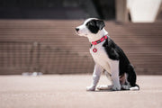 Red Dingo White Spots Red Dog Collar
