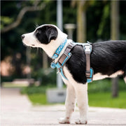 Red Dingo White Stars Turquoise Dog Collar