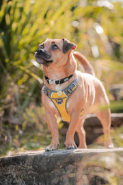 Red Dingo Classic Dog Collar
