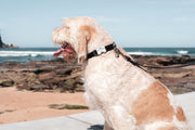Red Dingo Classic Dog Collar
