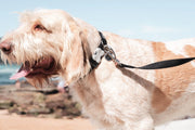 Red Dingo Classic Dog Collar