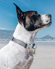 Red Dingo Classic Dog Collar