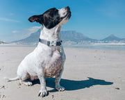 Red Dingo Classic Dog Collar