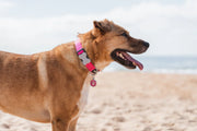 Red Dingo Classic Dog Collar