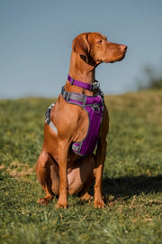 Red Dingo Classic Dog Collar