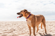 Red Dingo Classic Dog Collar