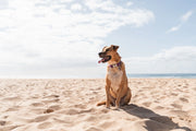 Red Dingo Classic Dog Collar