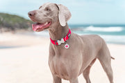 Red Dingo Classic Dog Collar