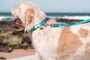 Red Dingo Classic Dog Collar