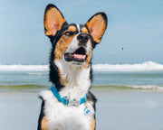 Red Dingo Classic Dog Collar