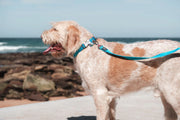 Red Dingo Classic Dog Collar
