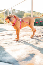 Red Dingo Desert Paw Red Dog Harness