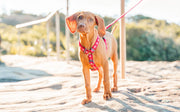 Red Dingo Desert Paw Red Dog Harness